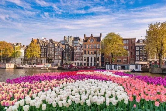 Amsterdam Netherlands, city skyline at canal waterfront with spring tulip