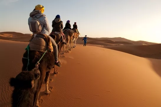 A line of camels through the Agafay Desert, Morocco