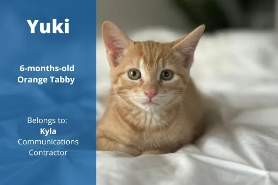 Yuki the 6-months-old Orange Tabby cat