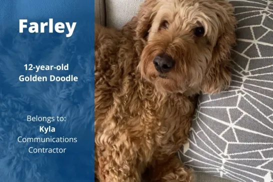 Farley the 12-year-old Golden Doodle dog