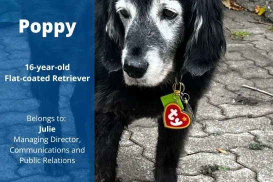 Poppy; 16-year-old flat-coated retriever; Belongs to: Julie, Managing Director, Communications and Public Relations