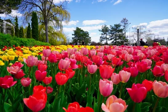Tulip Festival in Ottawa