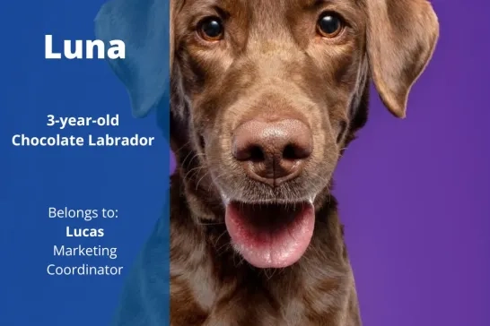 Luna the 3-year old Chocolate Labrador. Belongs to Lucas, Marketing Coordinator