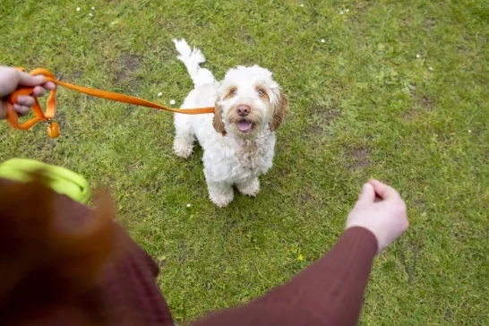 Woman Training her Dog in the Park