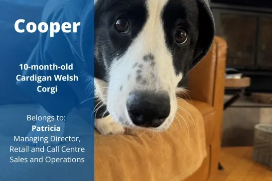 Cooper the 10-month old Cardigan Welsh Corgi. Belongs to Patricia