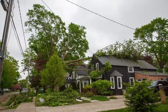 House with fallen tree on it due to a tornado