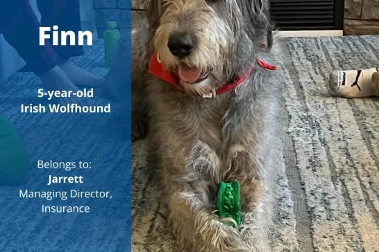 Finn the 5-year-old Irish Wolfhound. Belongs to Jarrett, Managing Director, Insurance