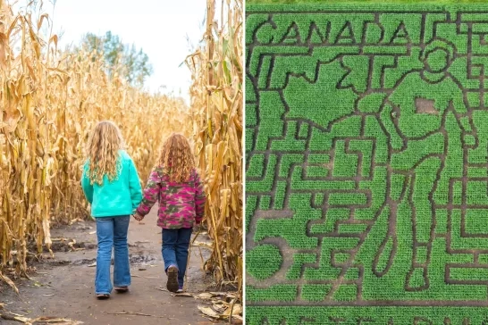 corn mazes around Ottawa