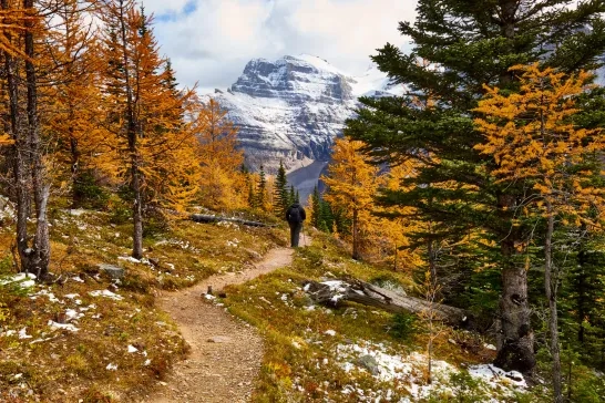 hiker is going down a trail though autumn forest