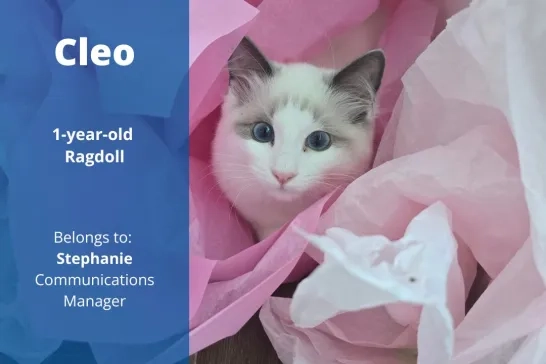 Cleo the 1-year-old Ragdoll cat. Belongs to Stephanie, Communications Manager