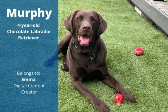 Murphy, the 4-year-old Chocolate Labrador Retriever. Belongs to: Emma, Digital Content Creator