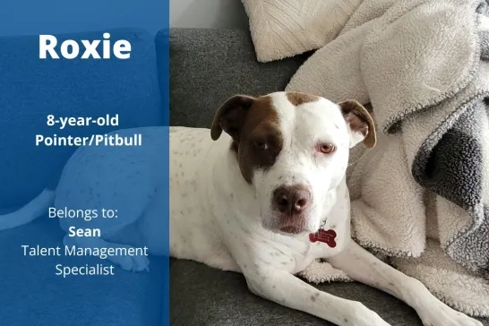 Roxie the 8-year-old Pointer/Pitbull. Belongs to Sean, Talent Management Specialist