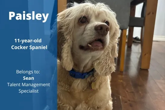 Paisley the 11-year-old Cocker Spaniel. Belongs to Sean, Talent Management Specialist.