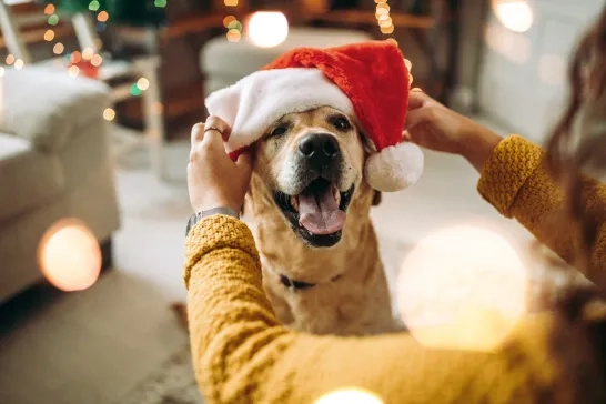 dog with a santa hat