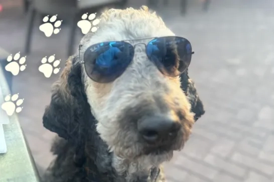 Bowie the Labradoodle Dog