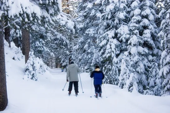 Skiing Through Woods