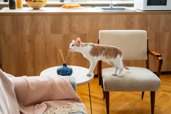 cat smelling scent diffuser sticks 