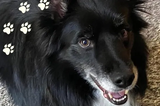 Bane the Border Collie Dog