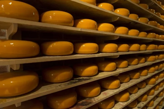 Dutch Cheese factory