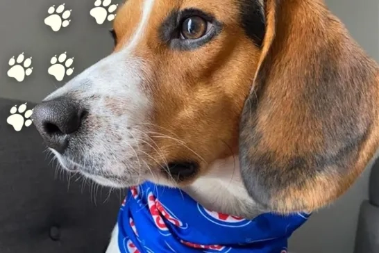 Cooper the Beagle Dog wearing a CAA bandana