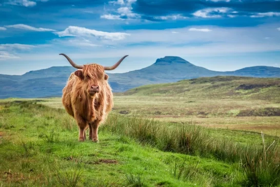 Highland cattle in Isle of Skye, Scotland