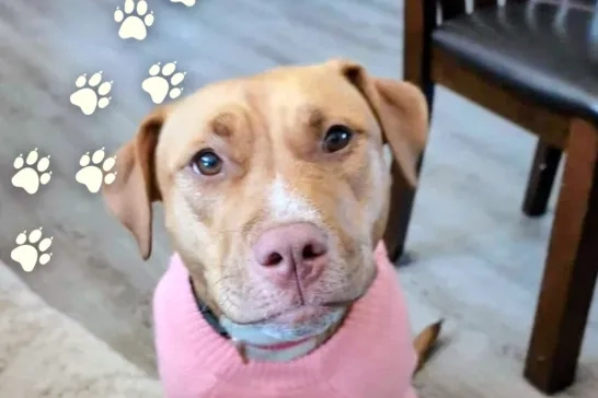 Cookie the Bully Husky Terrier Dog