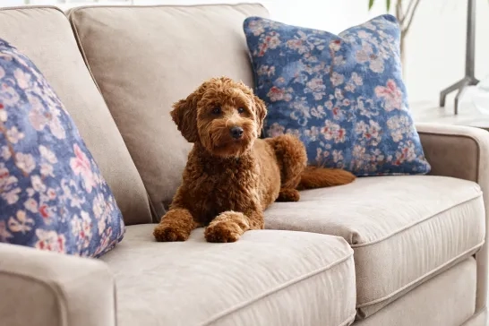 Dog sitting on La-Z-Boy couch