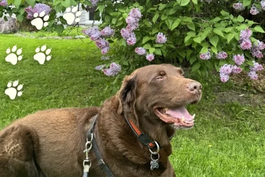 Echo the Labrador retriever dog