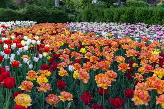 Canadian Tulip Festival in Commissioners Park in Ottawa