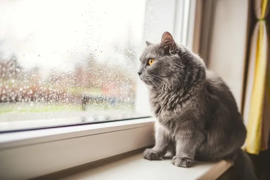 cat looking out a window on a rainy day