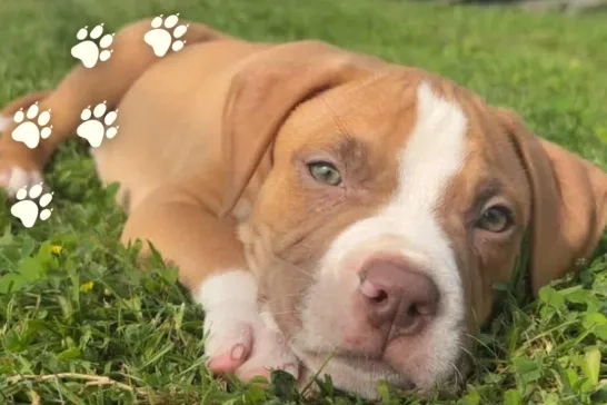 Apollo the American Bully Dog