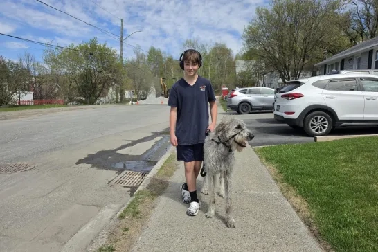 giant breed dog going for a walk