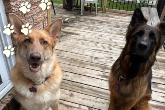 Pepper and Rogue the German Shepard Dogs