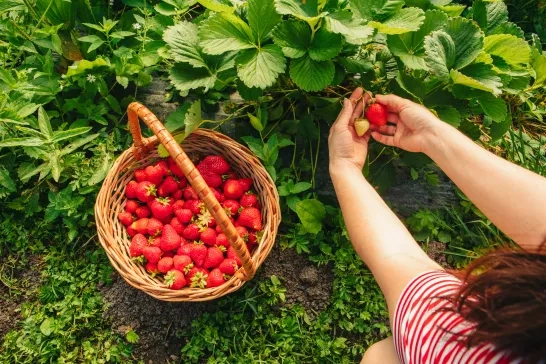 picking strawberries and placing fresh fruit in a basket