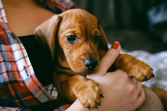 woman holding a small puppy