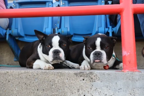 Two pups enjoying a baseball game