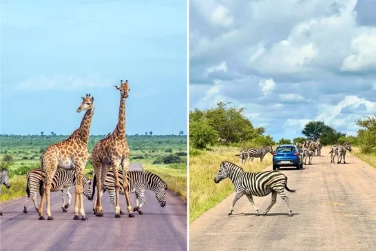 Safari, animals on the road