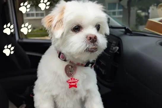 Tilly the Maltese Miniature Domesticated Dog