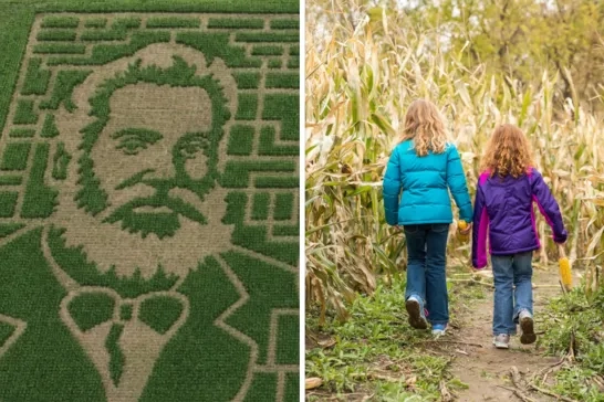 Corn maze aerial view and kids going through a corn maze