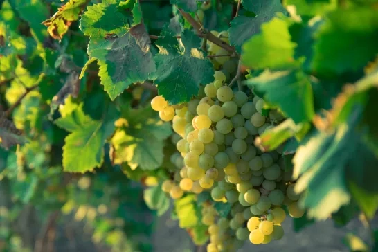 Winery grapes