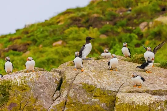 Puffins in Witless Bay