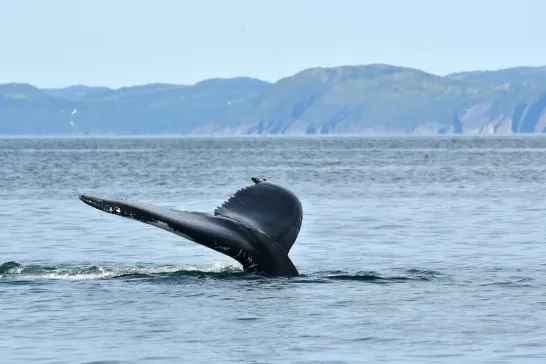 Whale