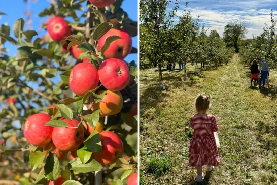 picking apples at Potager Eardley 