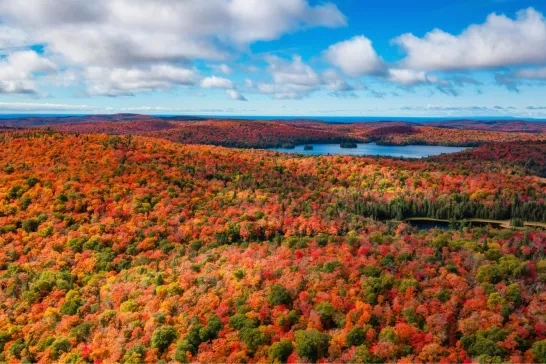 Fall leaves in Ontario