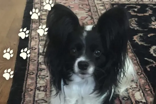 Tilas Little Unicorn Luigi the Papillon Dog