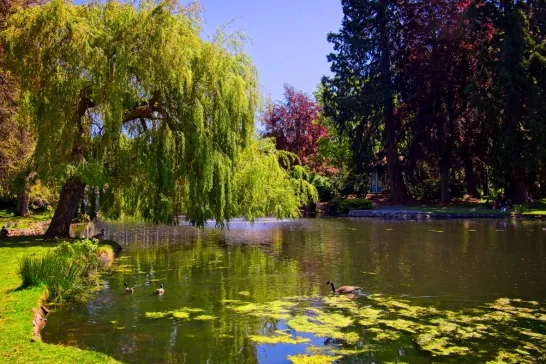 Beacon Hill Park