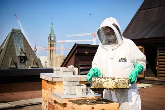 Beekeeper at Chateau Laurier