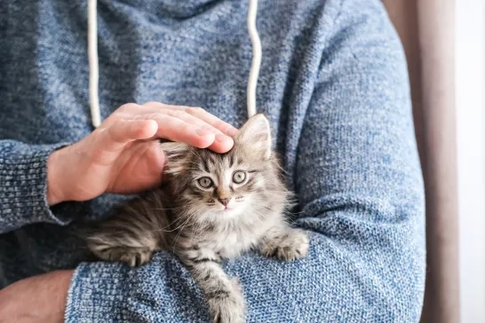 Man in blue sweater gently petting a fluffy tabby kitten