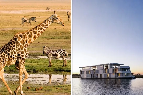 A split image of a giraffe and zebra on the savannah with a river boat at sunset