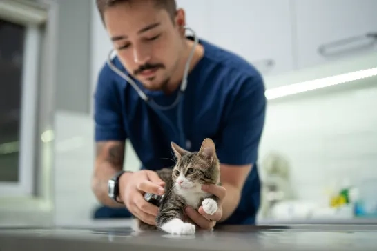 Veterinarian holding a kitten